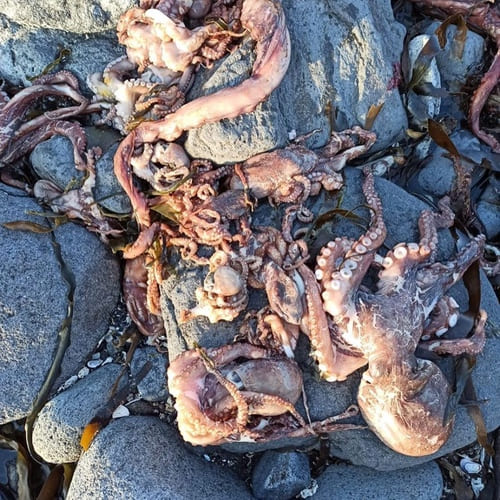 Катастрофа на Камчатке: ожоги глаз у людей и тысячи погибших морских животных