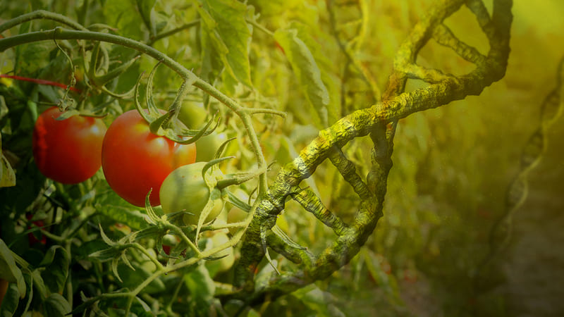 ГМО и с чем их едят