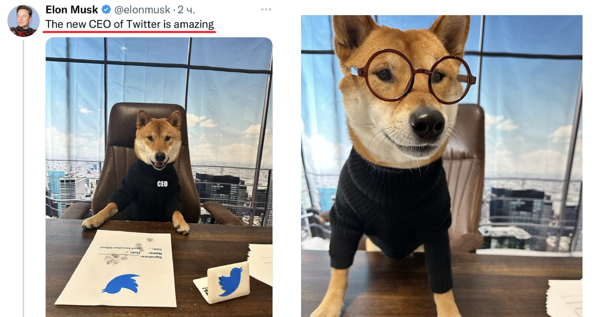 Илон Маск назначил собаку гендиректором Twitter