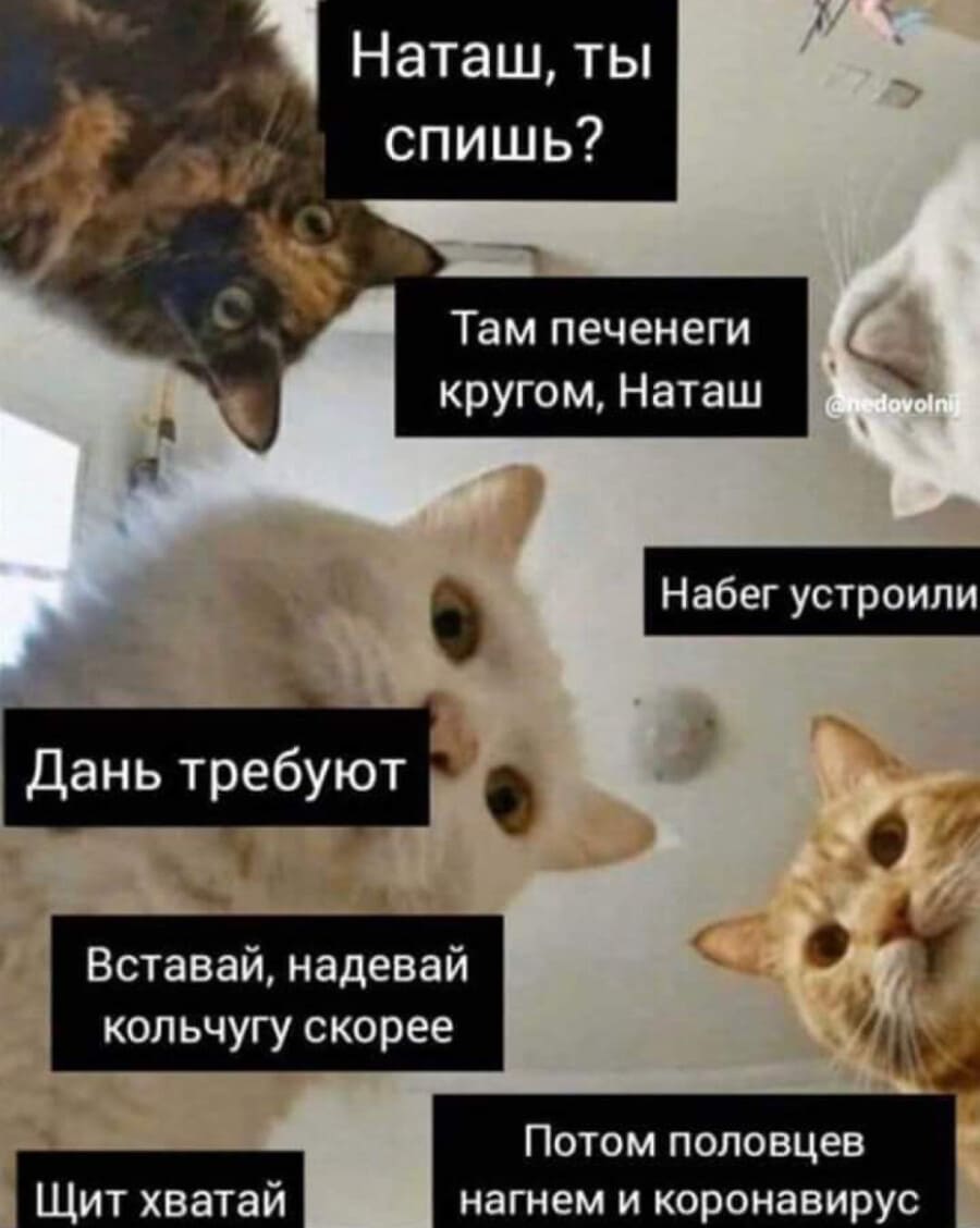 И фужерчики кот