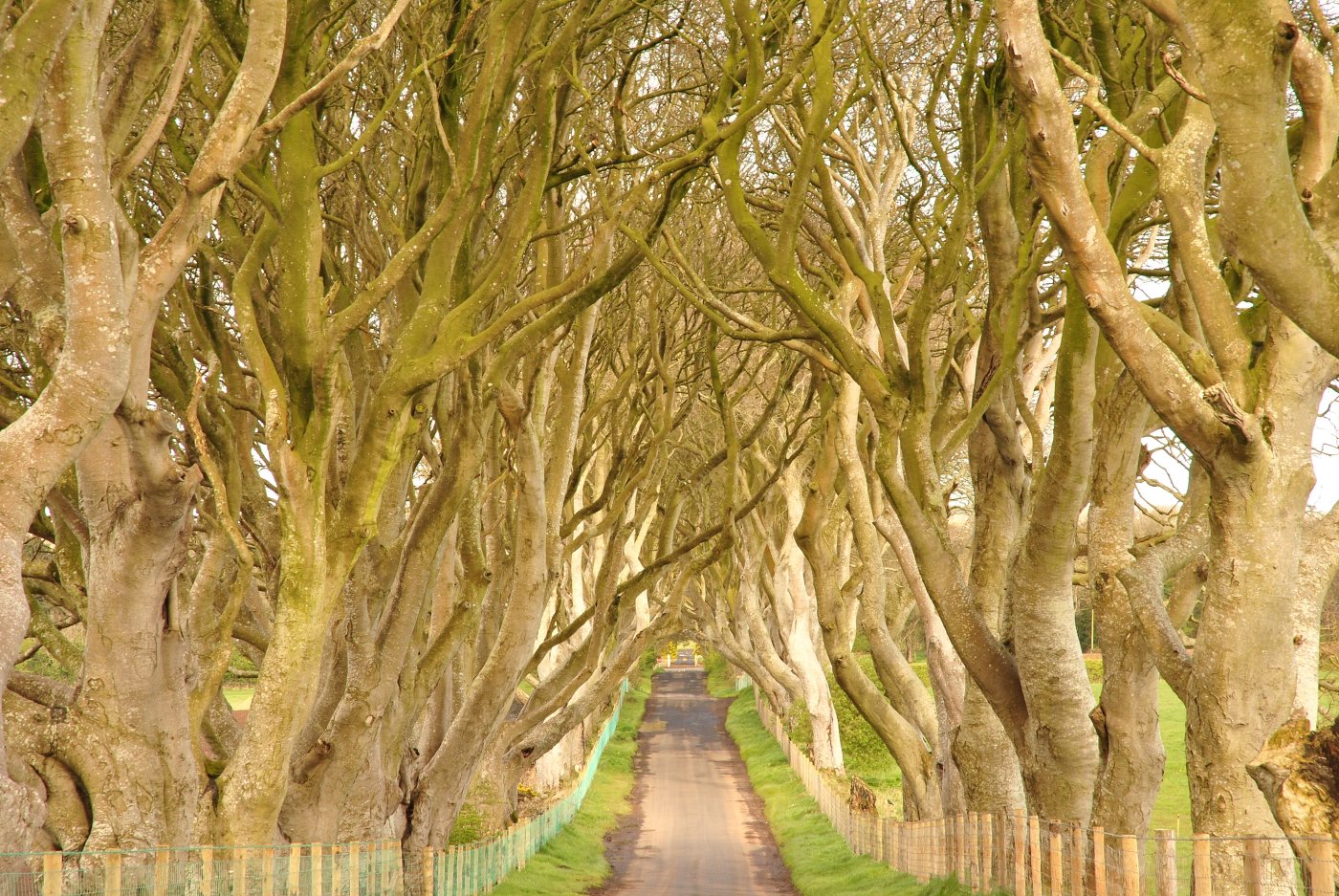 Буковая аллея Dark Hedges в графстве Антрим, Северная Ирландия