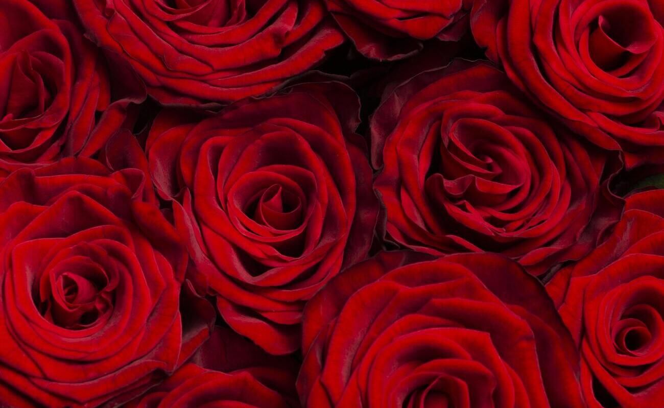 Не просто цветок: что на самом деле мы сообщаем, даря красные розы